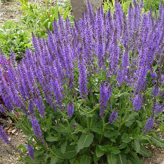 May Night Meadow Sage