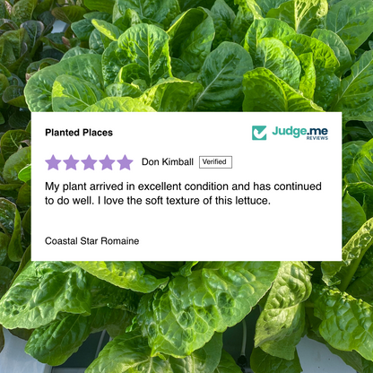 Coastal Star Romaine
