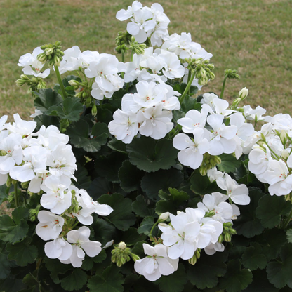 Tango White Geranium