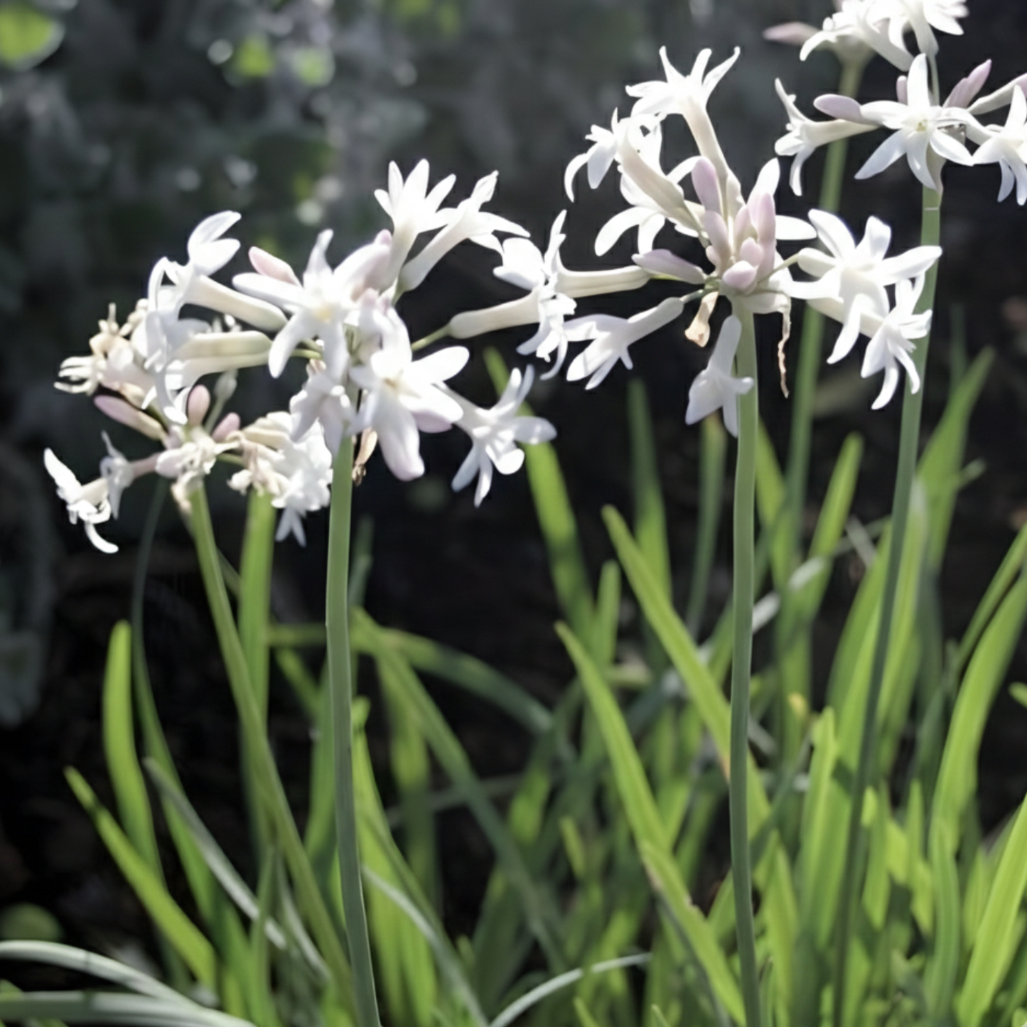 White Society Garlic