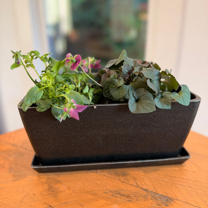 Winter Blooms Window Box Bundle