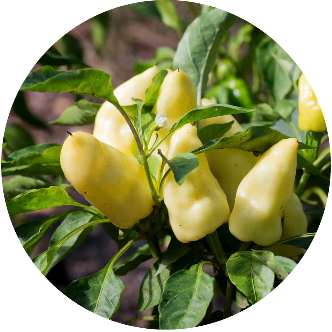 Jalaro Yellow Jalapeno (Fruiting Plants)