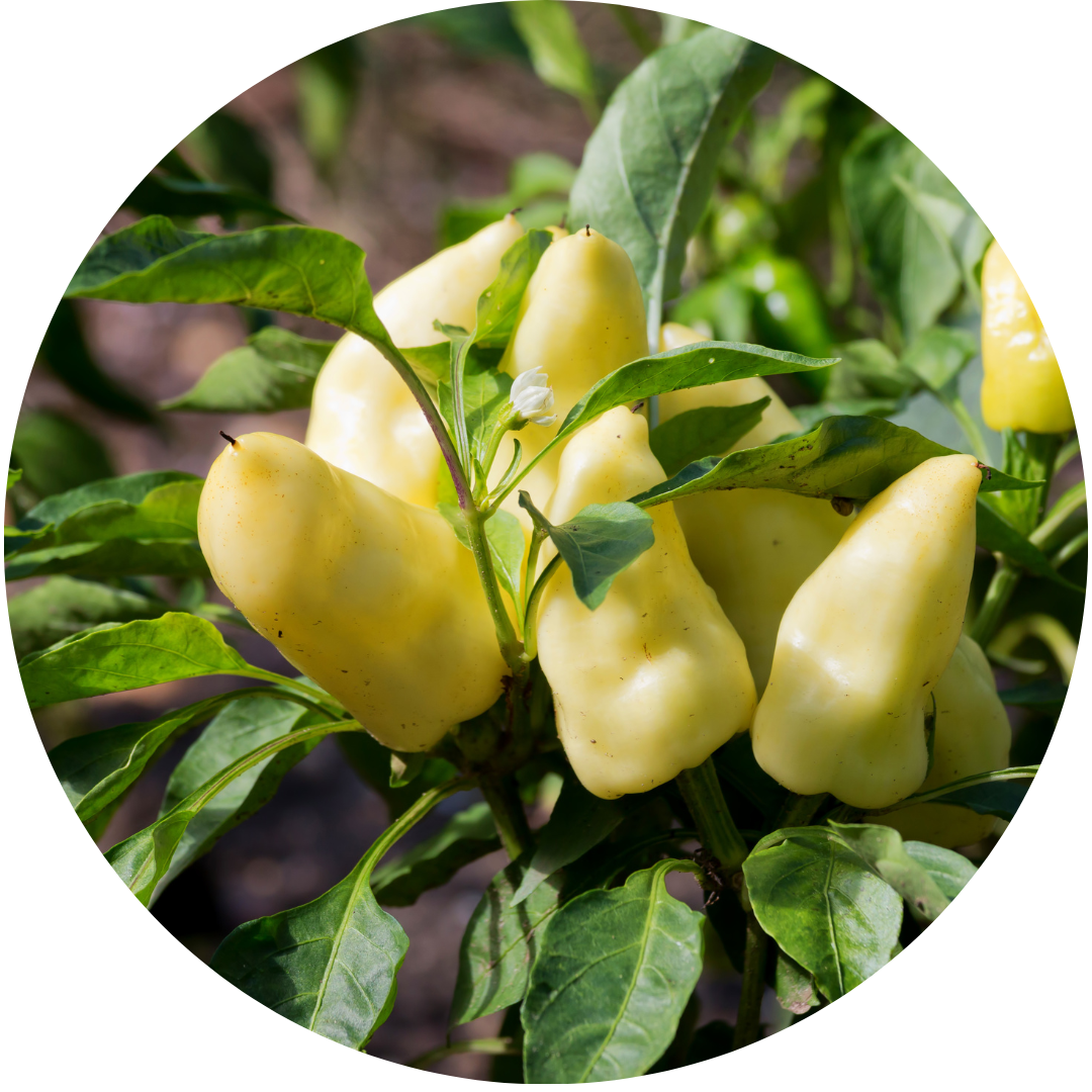 Jalaro Yellow Jalapeno Grow Kit