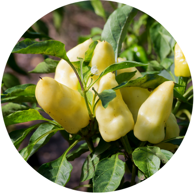 Jalaro Yellow Jalapeno Grow Kit