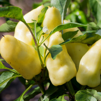 Jalaro Yellow Jalapeno Grow Kit