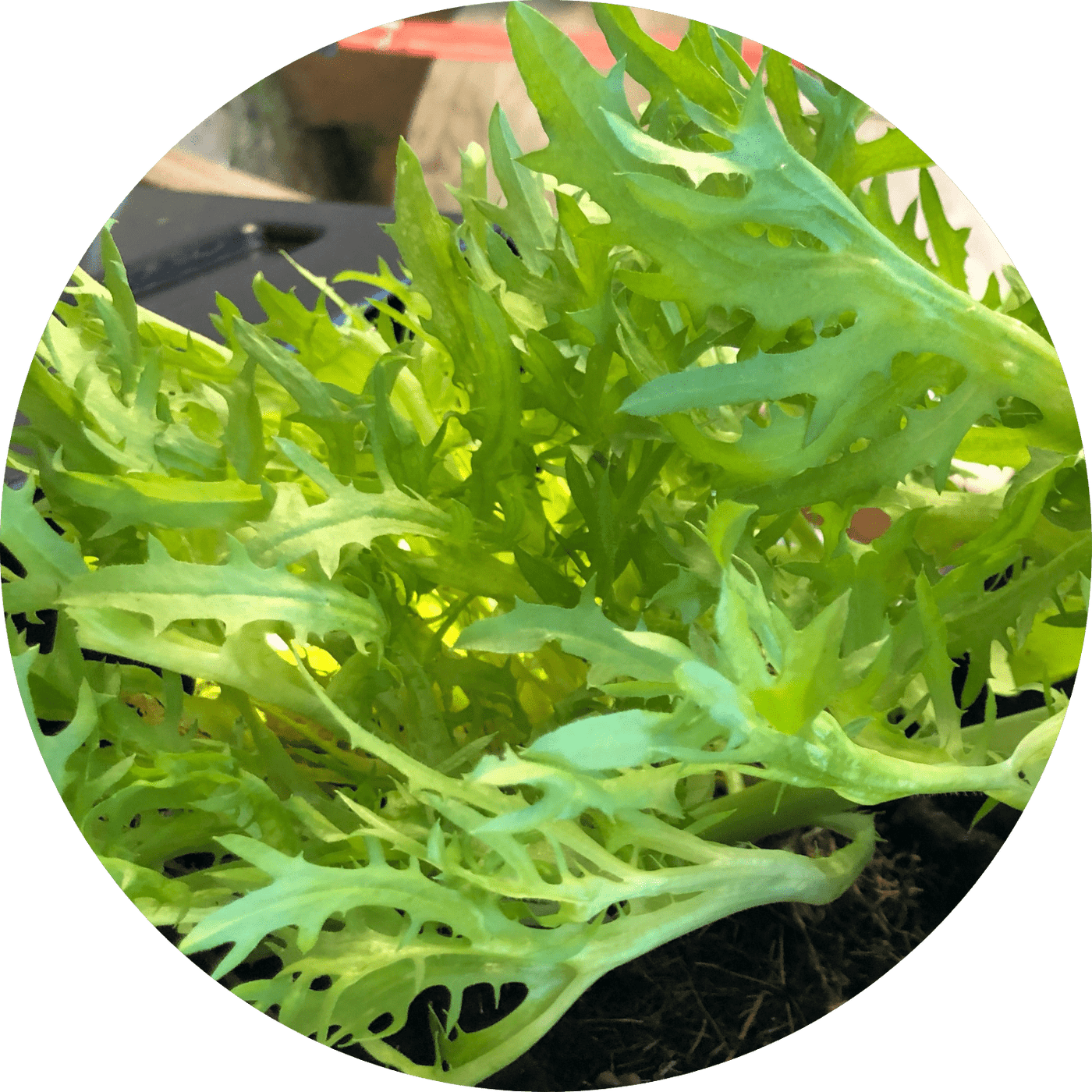 Frisee (Leafy Green)