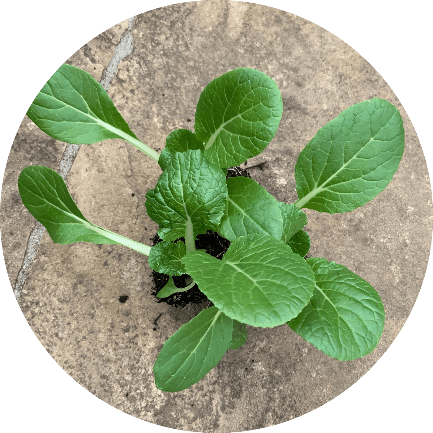 Pac Choi