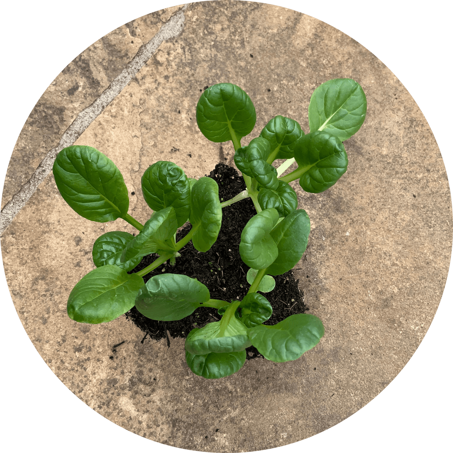 Rosette Tatsoi