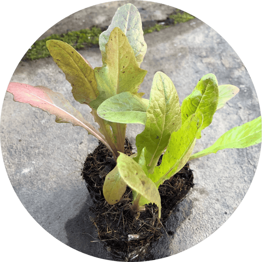 Oaky Red Splash Leaf Lettuce
