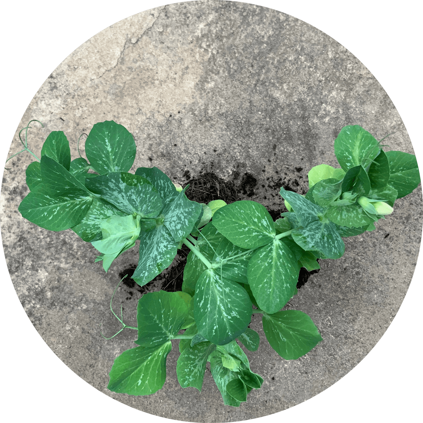Snow Pea (Fruiting Plant)
