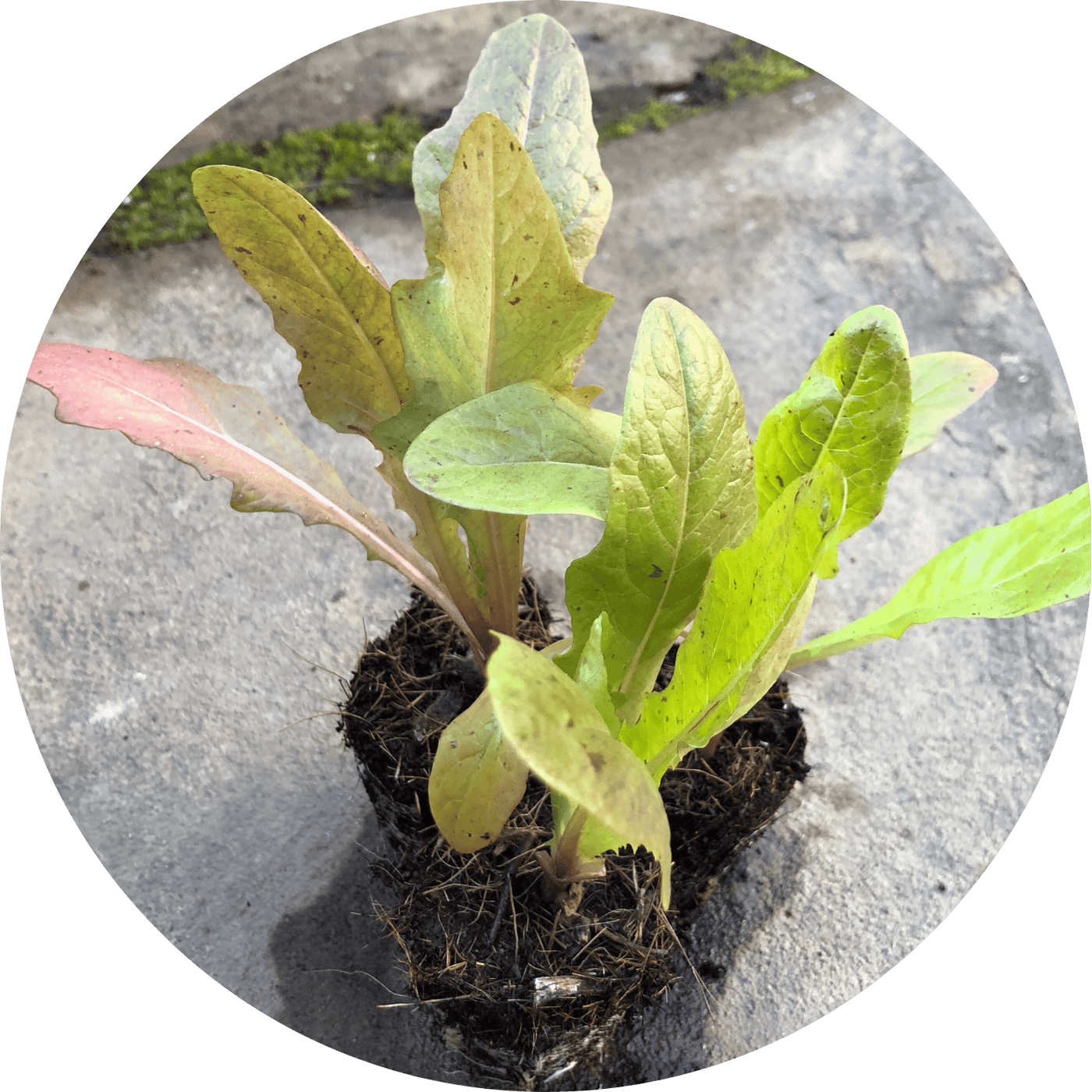 Oaky Red Splash Leaf (Lettuce)