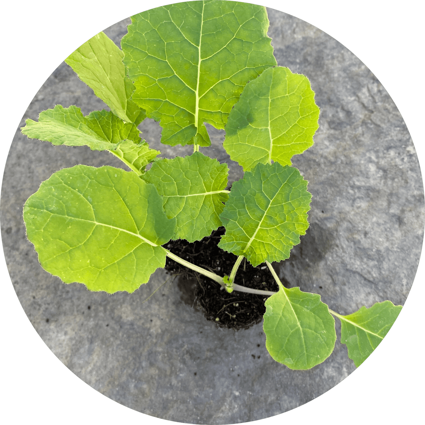 Madeley Kale