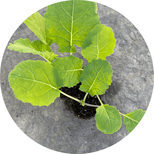 Madeley Kale