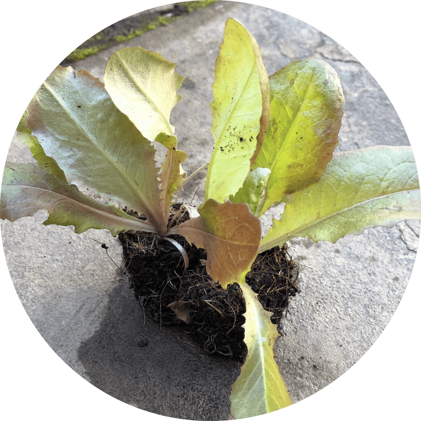 Skyphos Butterhead (Lettuce)