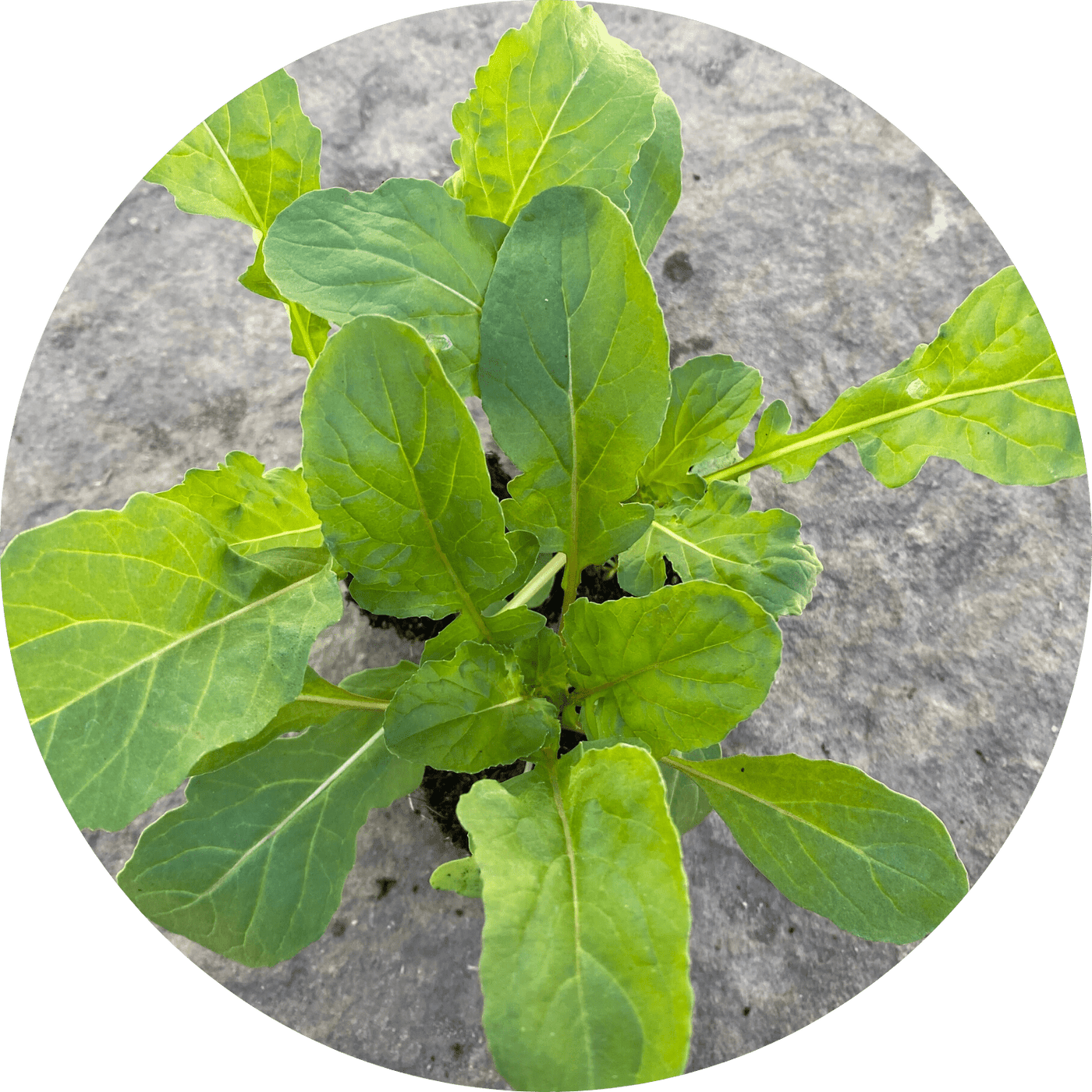 Tuscan Arugula