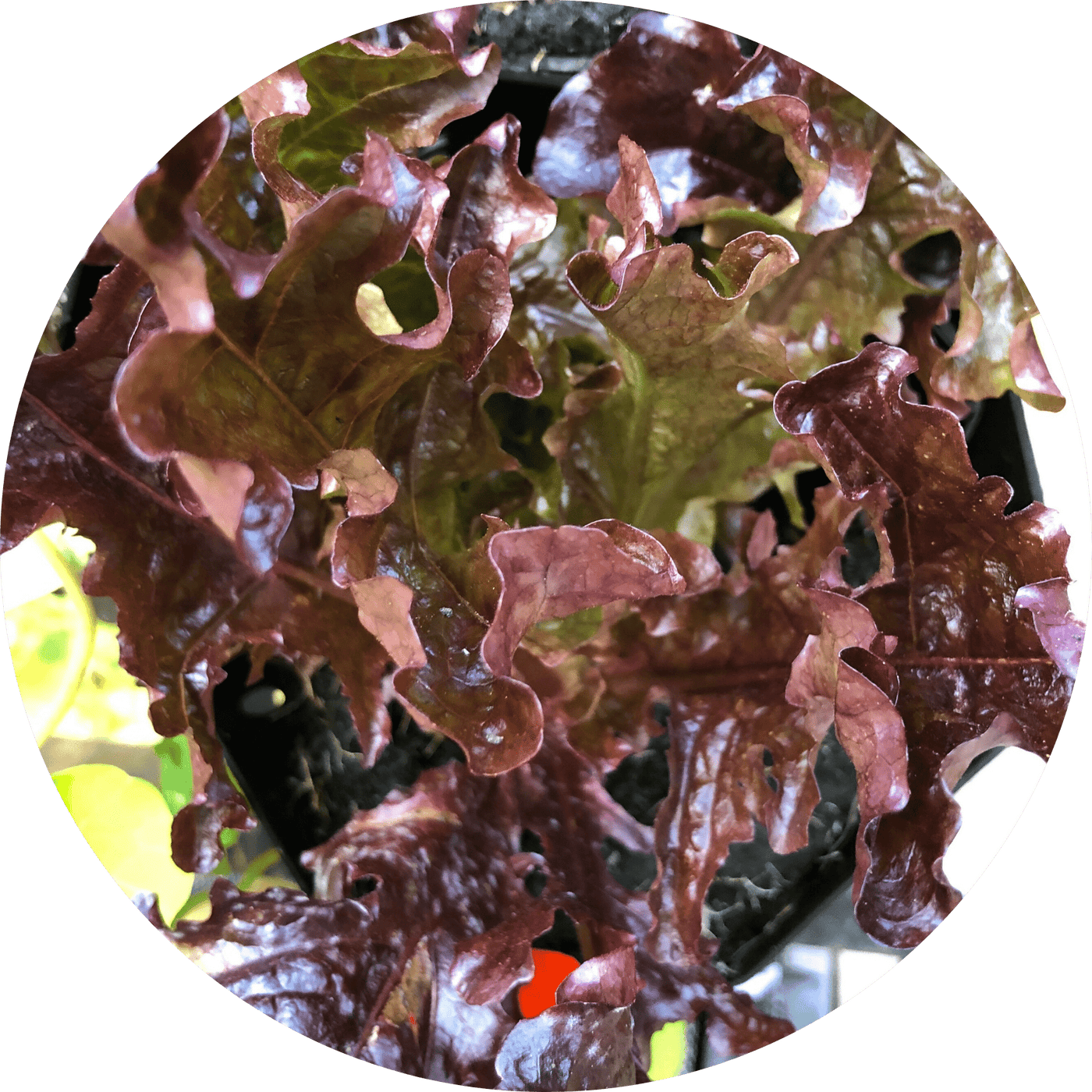Red Cross Butterhead (Lettuce)