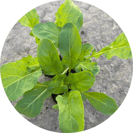 Tuscan Arugula (Leafy Green)