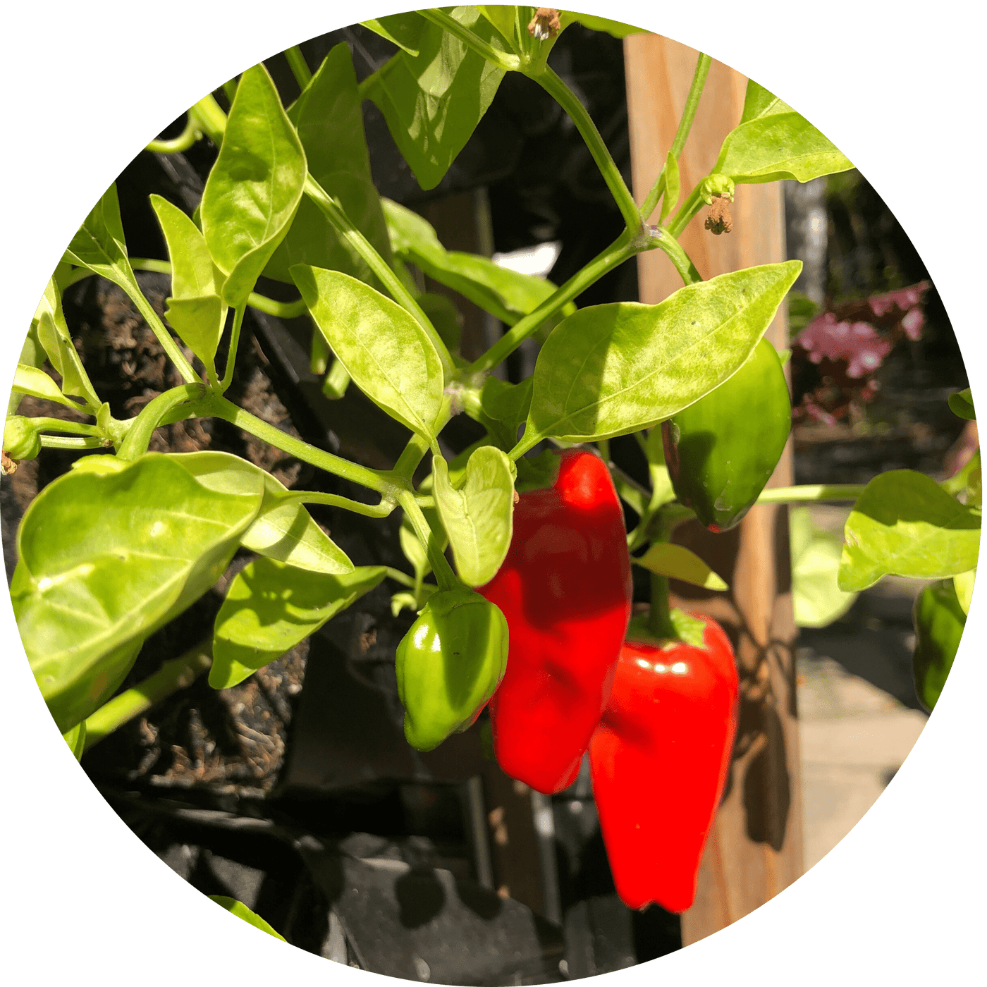 Jalapeno Pepper (Fruiting Plant)