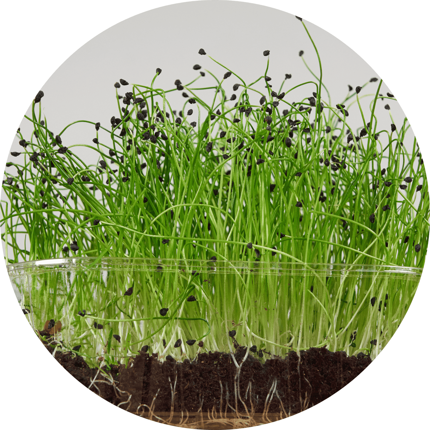 Leeks (Leafy Green)
