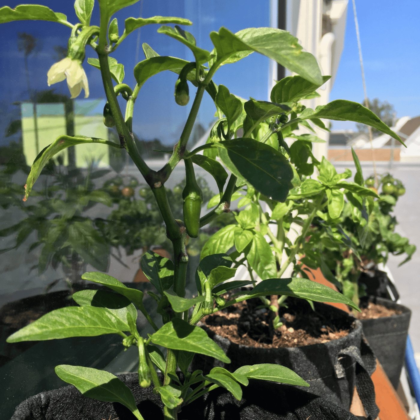 Jalapeno Pepper Grow Kit
