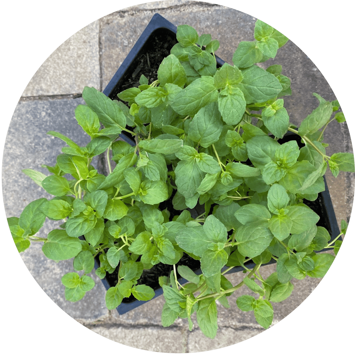 Spearmint (Herb)