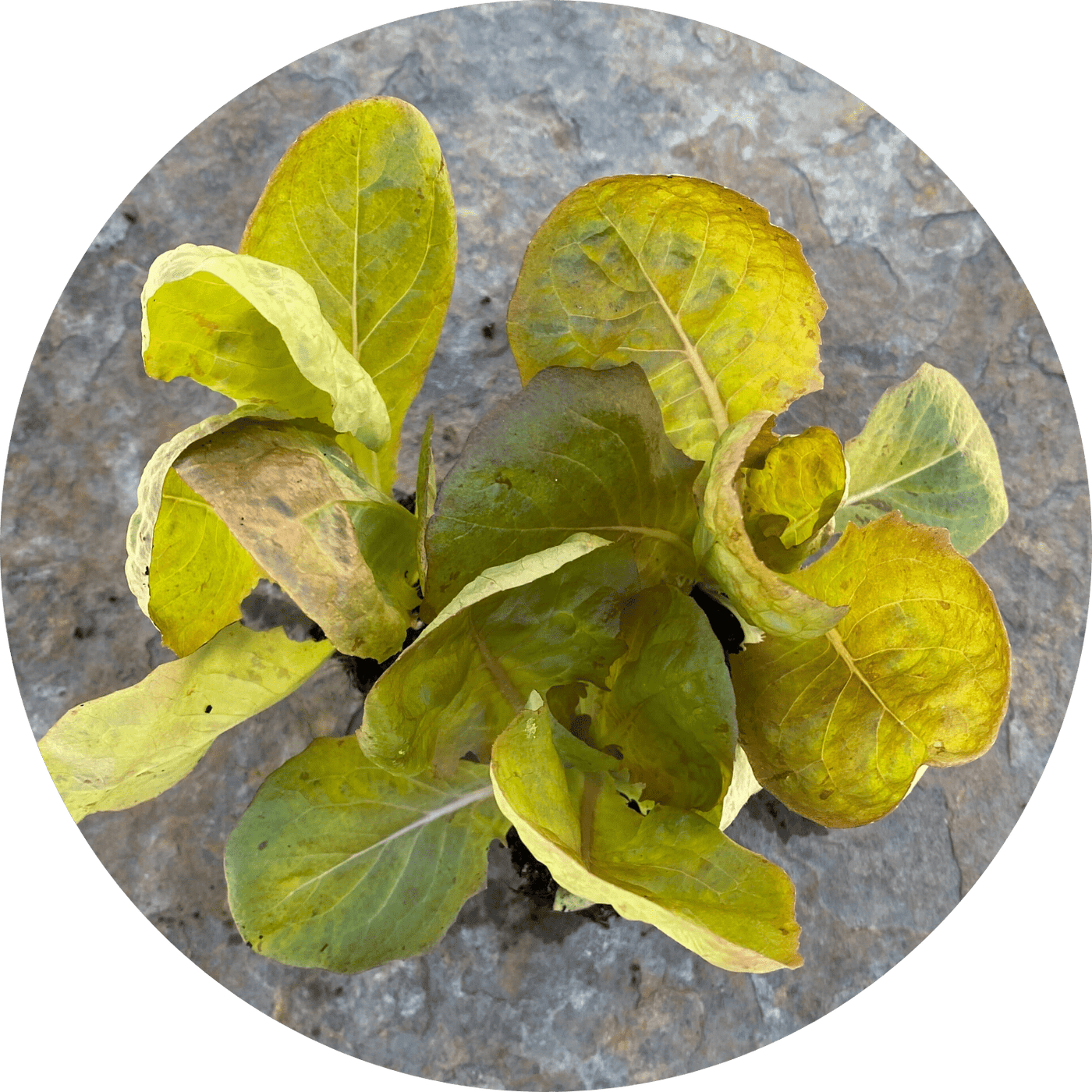 Merveille Butterhead (Lettuce)