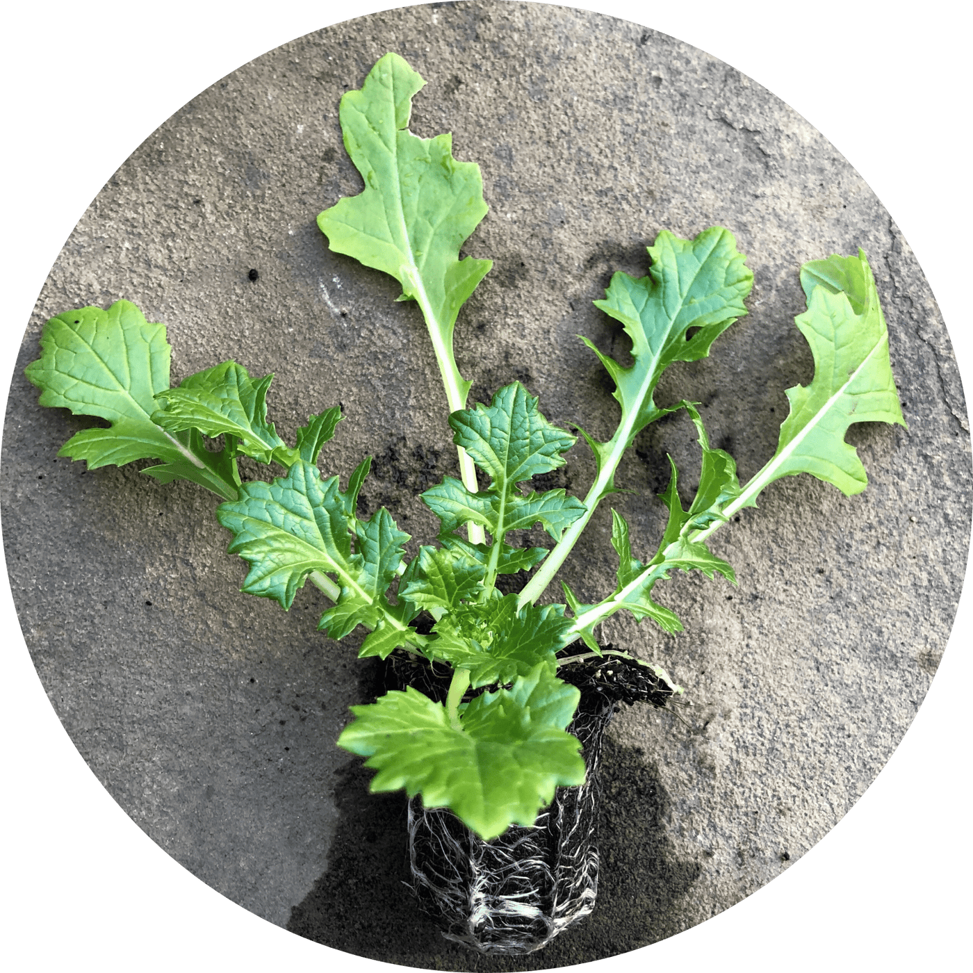 Mizspoona Mizuna (Leafy Green)