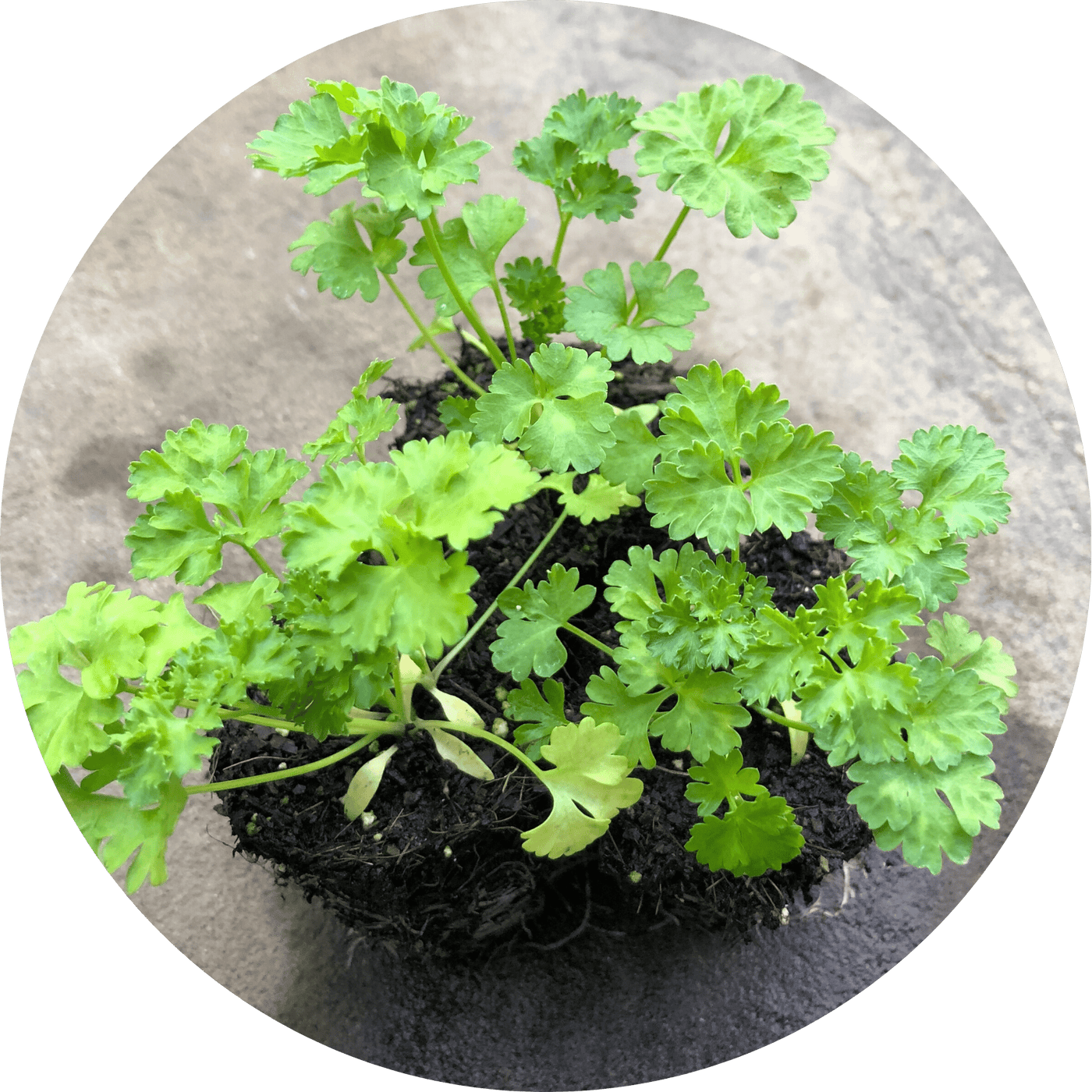 Caribe Cilantro