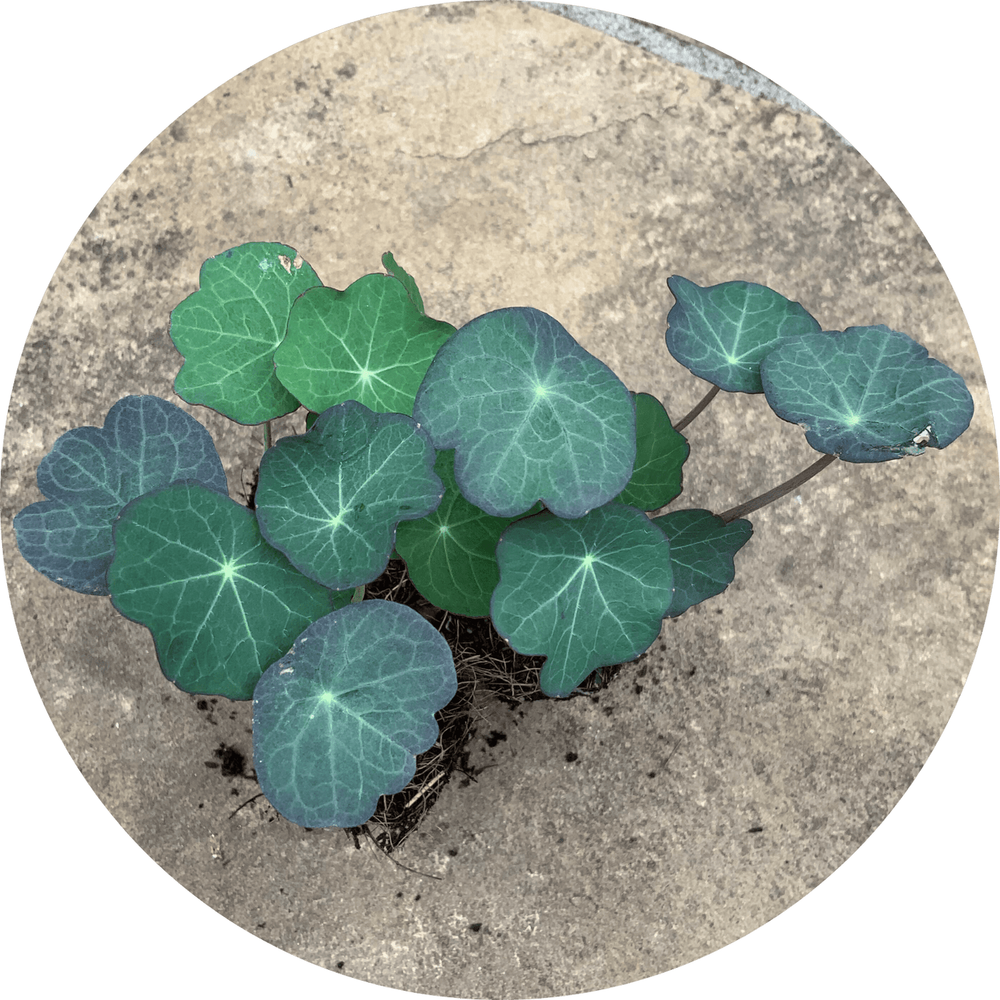 Nasturtium