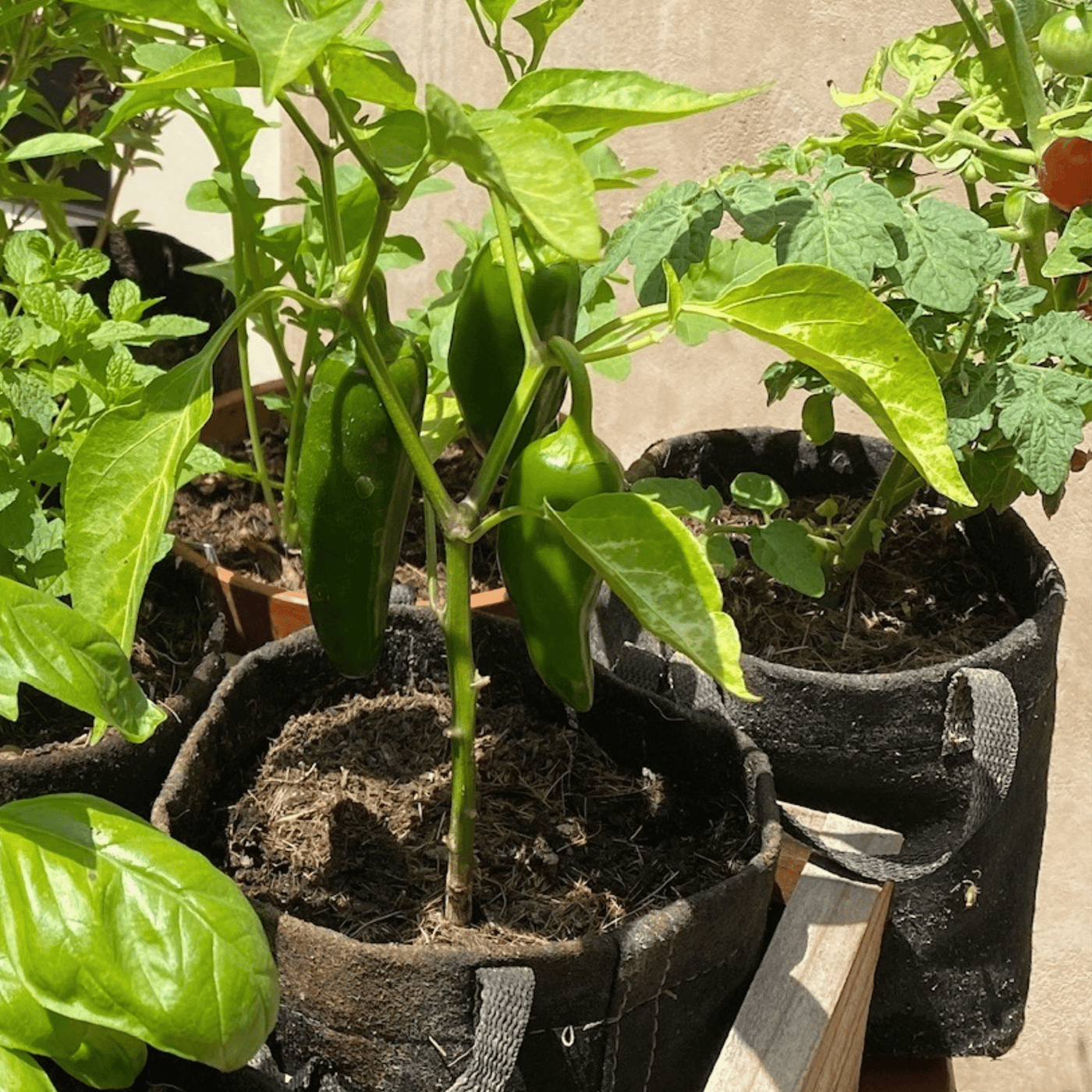 Jalapeno Pepper Grow Kit