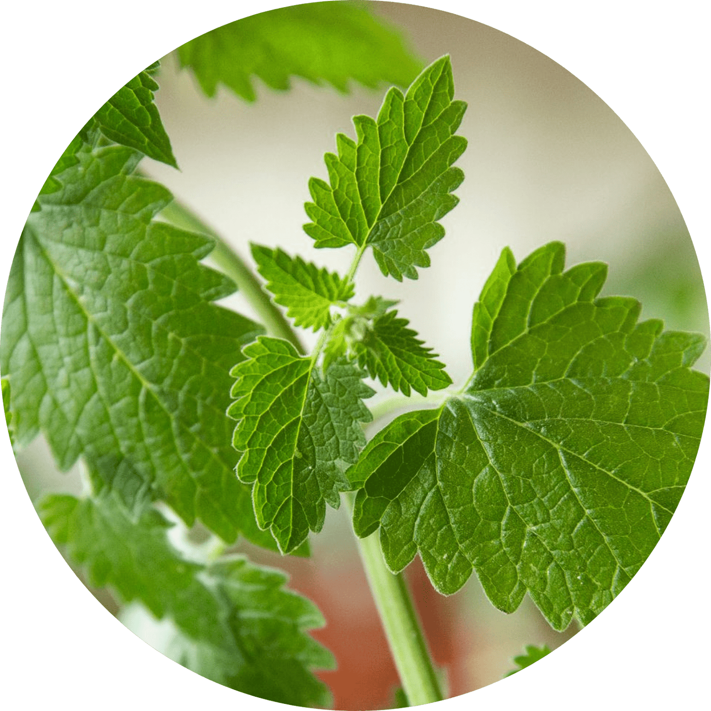 Catnip (Herb)