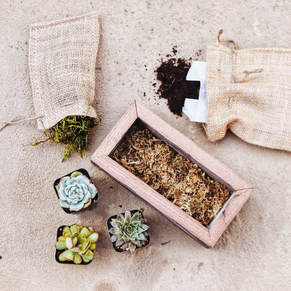 Small Succulent Wood Box Planter Kit