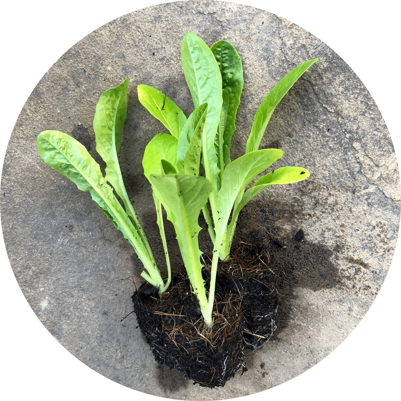 Monte Carlo Romaine (Lettuce)
