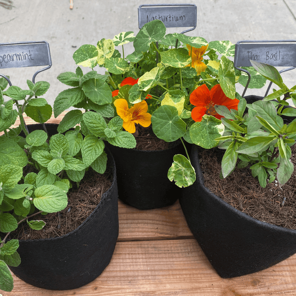pre planted outdoor pots Starter Garden Box + Mini-Course – Grow Your First Garden – Planted Places