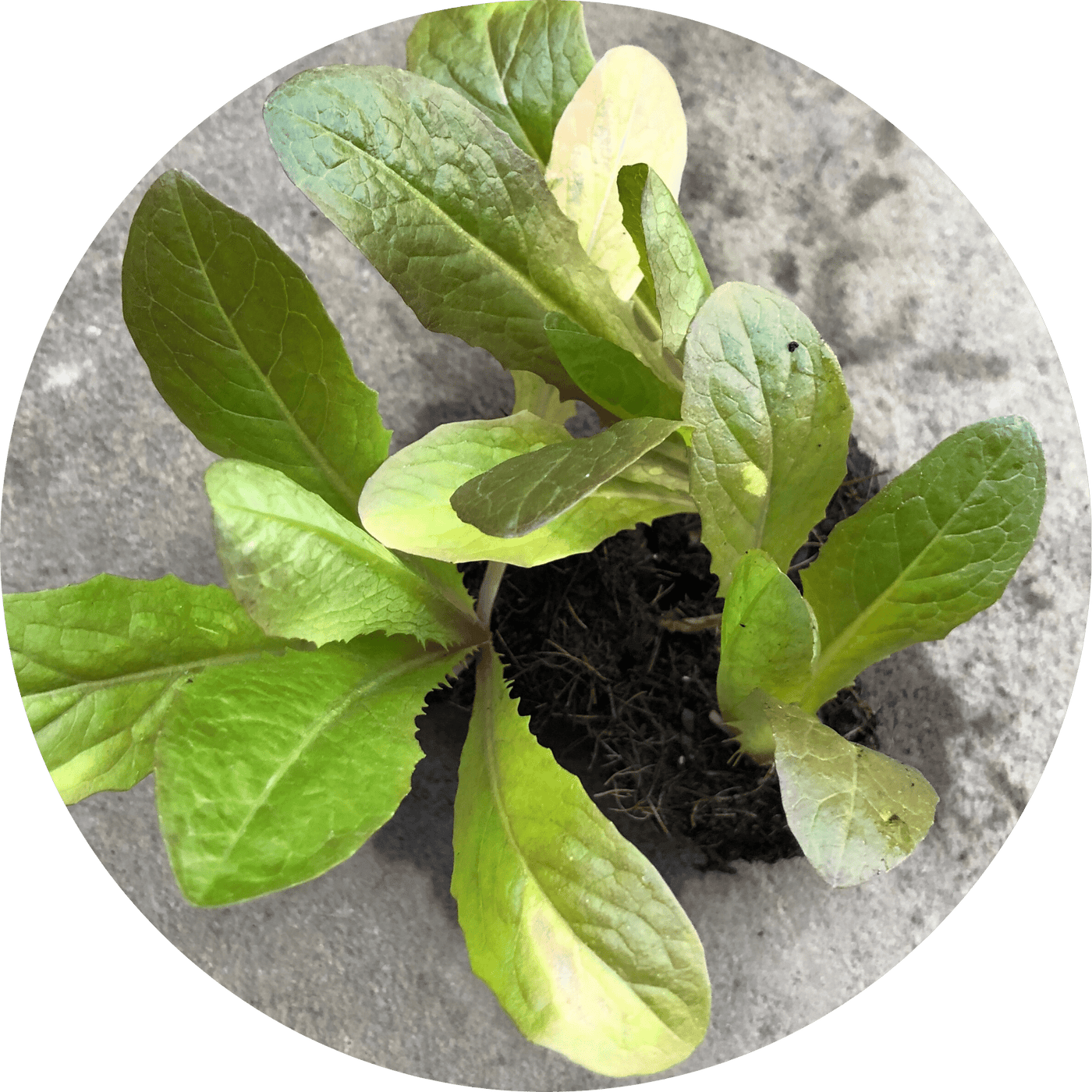 Bronze Romaine