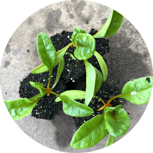 Orange Swiss Chard