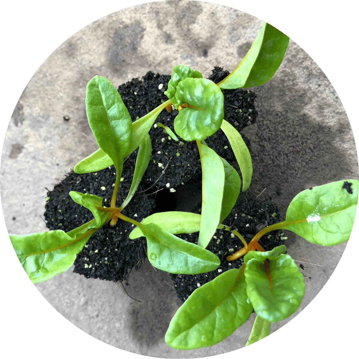 Orange Swiss Chard