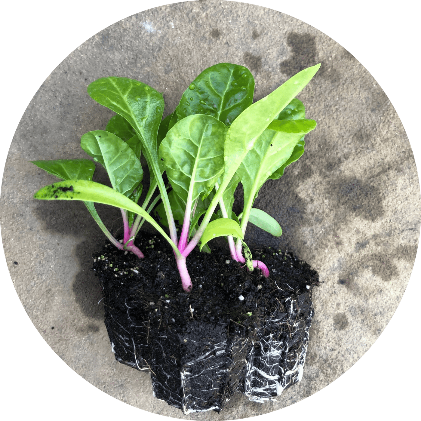 Peppermint Stick Chard (Leafy Green)