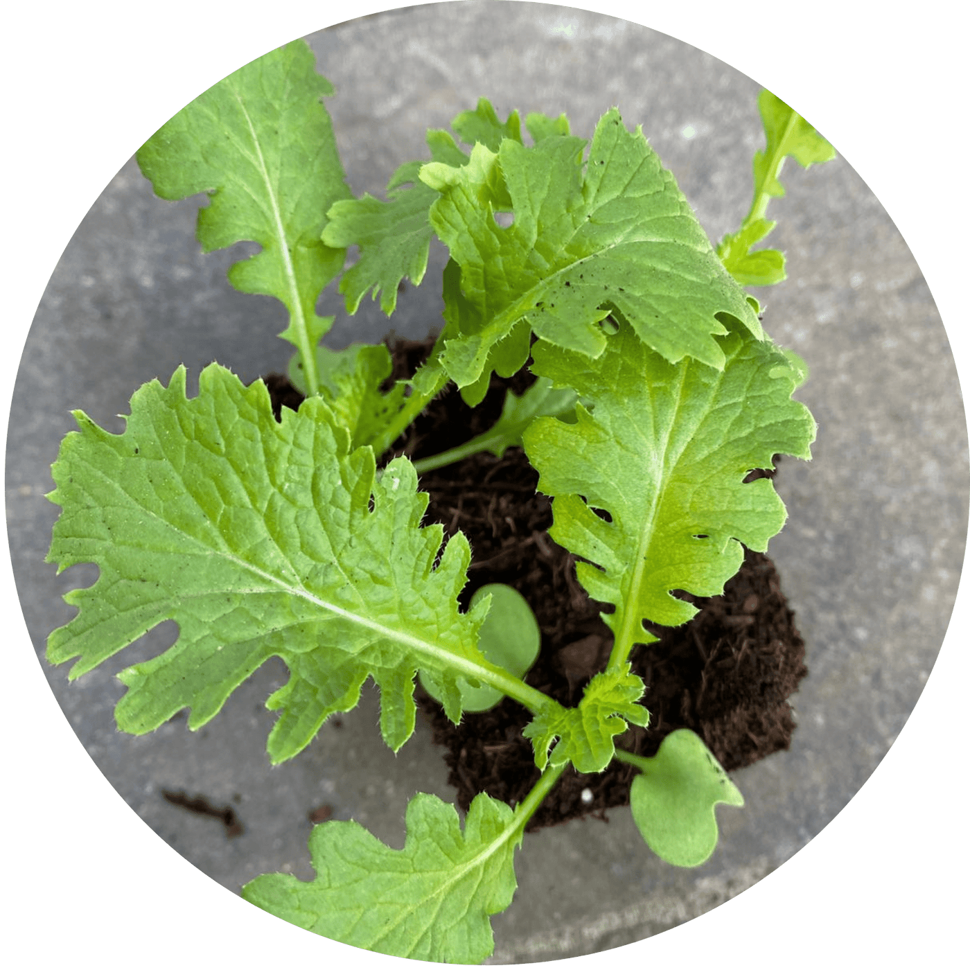 Mustard (Leafy Green)