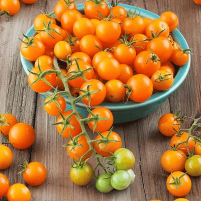 Sungold Cherry Tomato Grow Kit