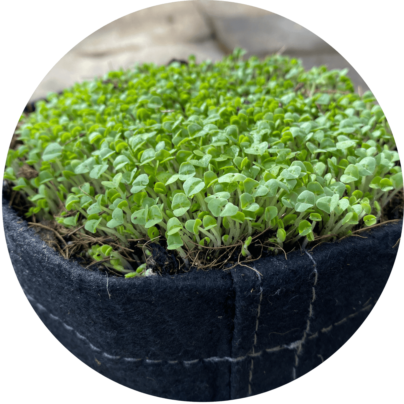 Microgreen Seed Packets