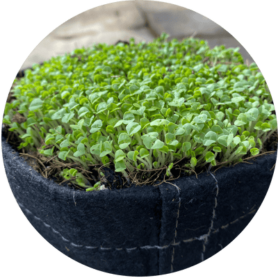 Microgreen Seed Packets