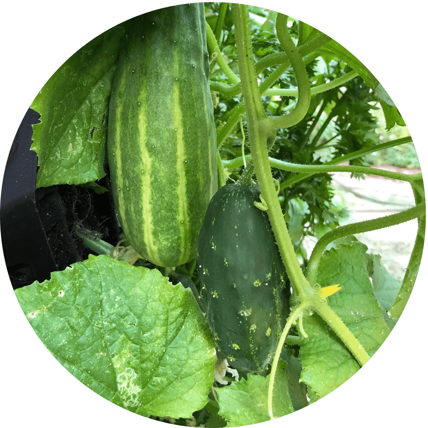 Cucumber