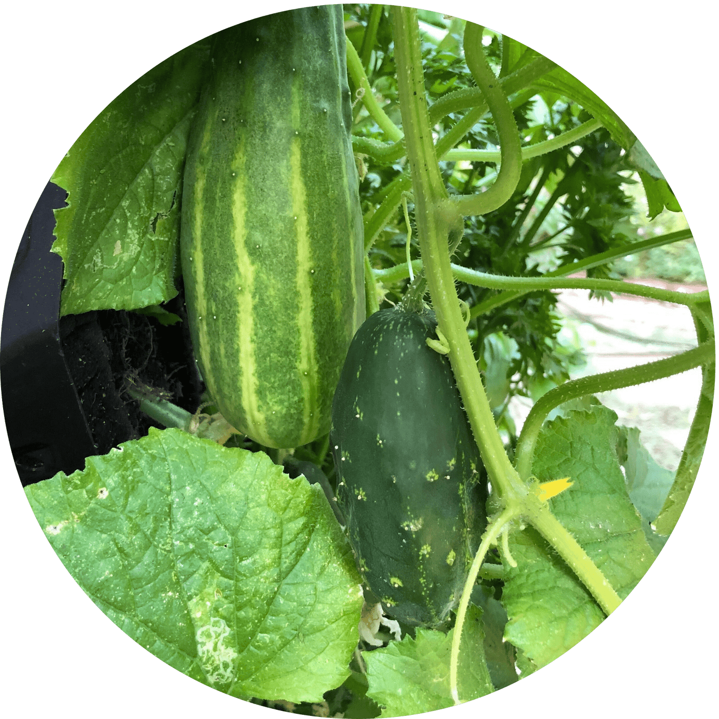 Cucumber (Fruiting Plant)