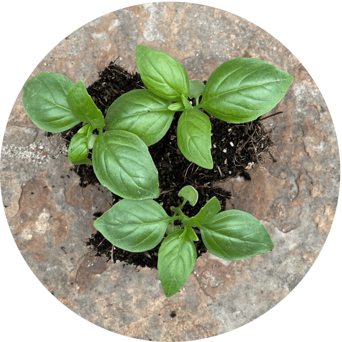 Basil (Herb)