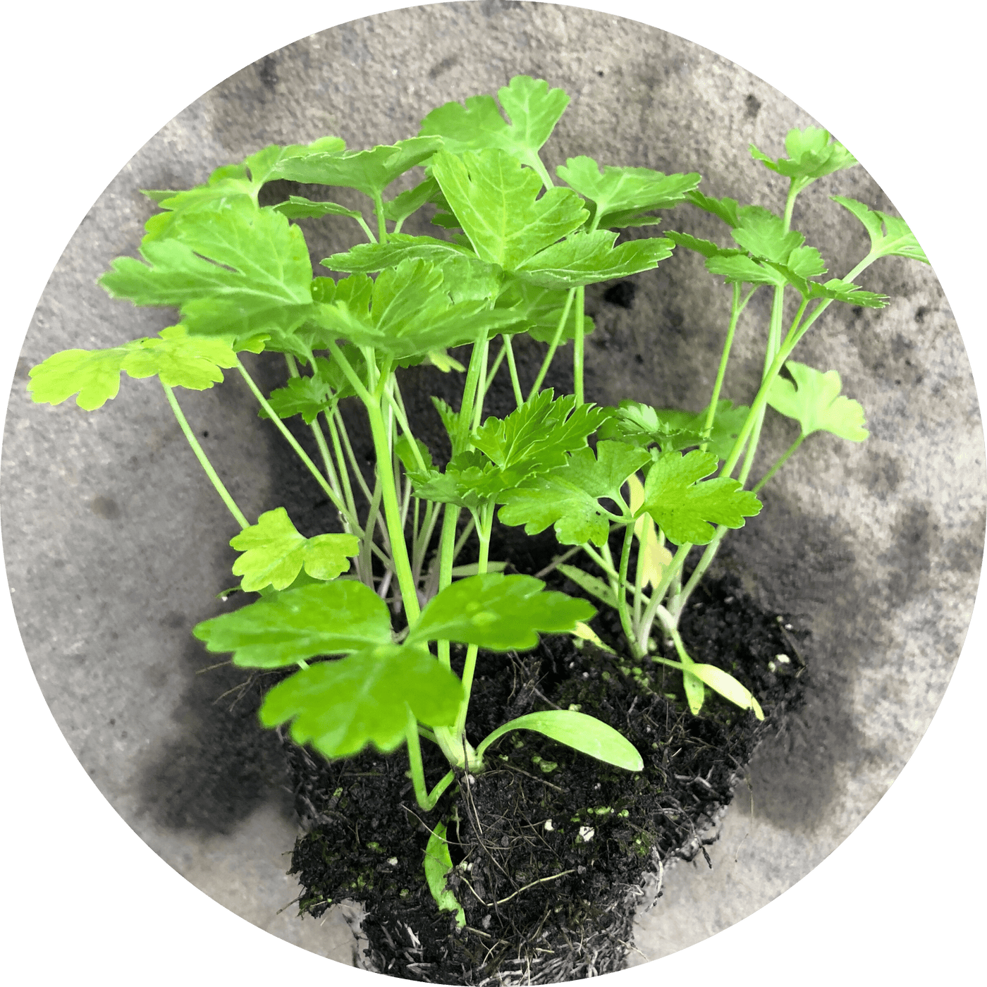 Gigante Italian Parsley