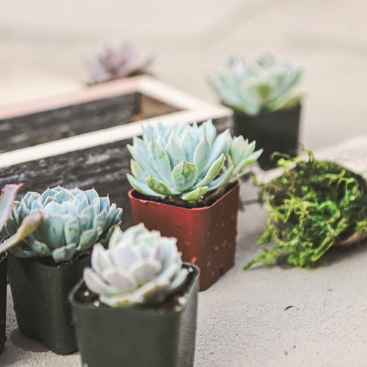 Large Succulent Box Planter Kit Close Up