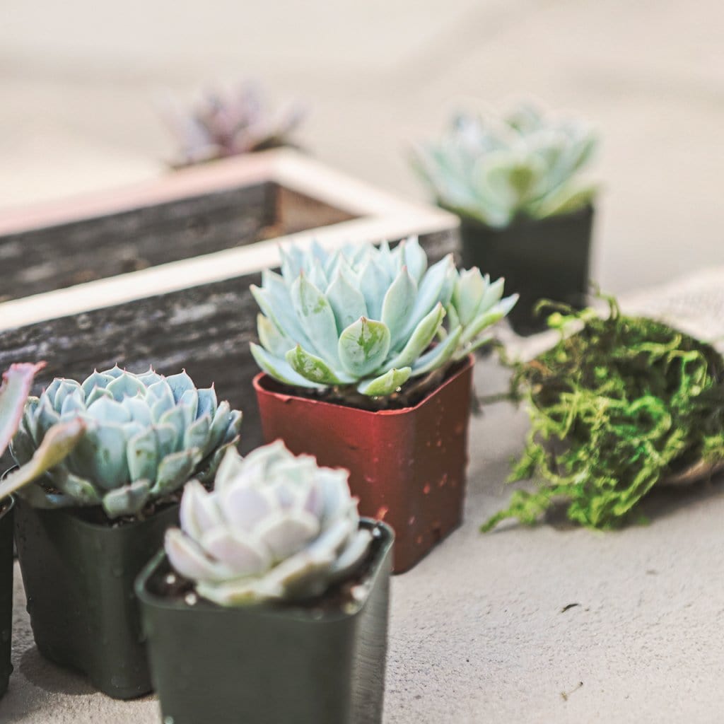 Large Succulent Box Planter Kit Close Up