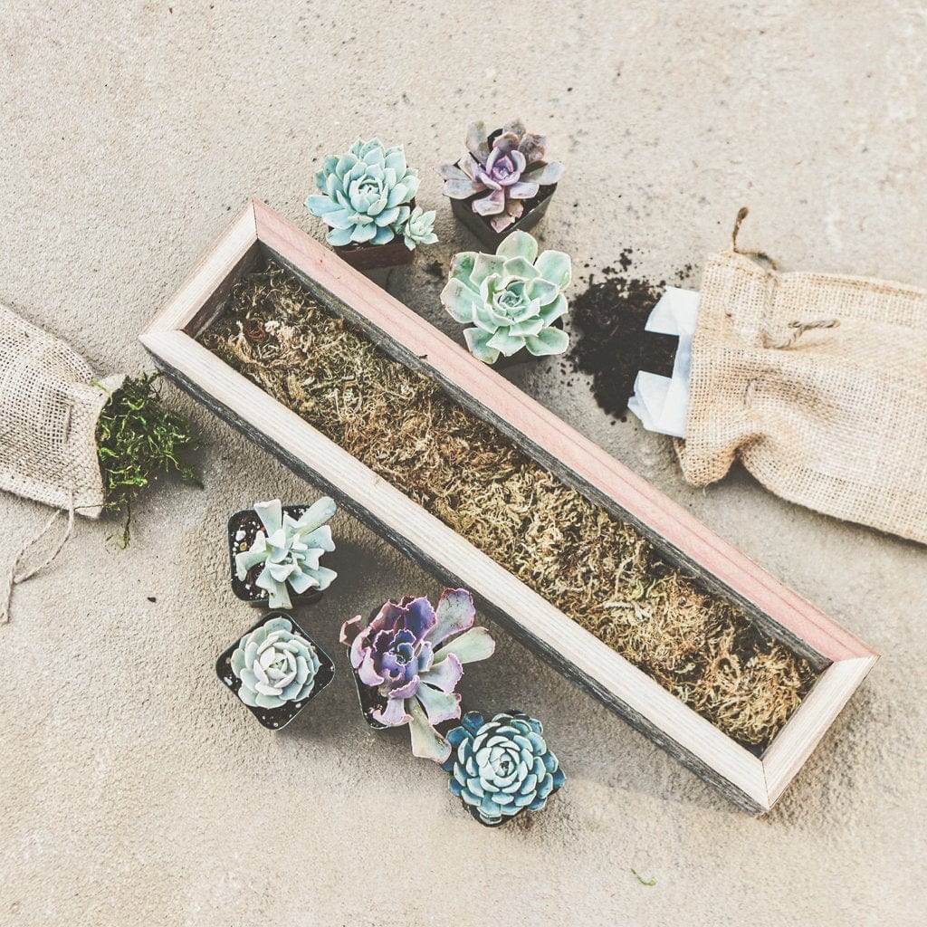Succulent Rectangular Wooden Box Planter Kit - Large