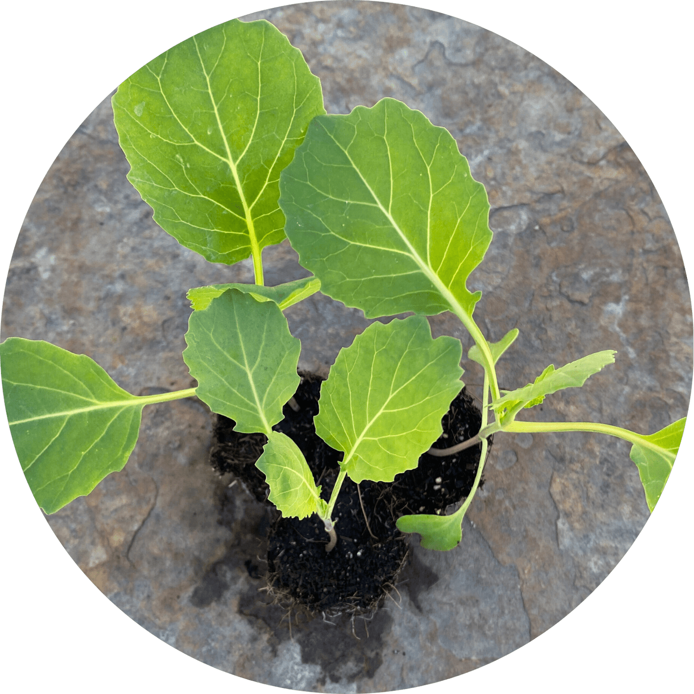 Champion Collards